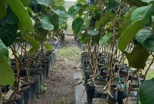 پرورش 5 هزار نهال کیوی در موقوفه "زیبا خانم"