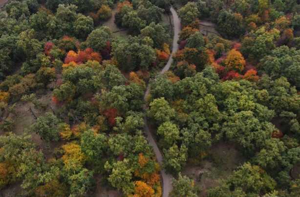 جنگل‌های هیرکانی پایش هوایی می‌شوند