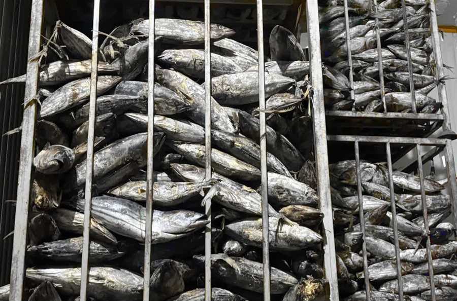 ترخیص فرآورده‌های خام دامی برای اولین بار در مازندران