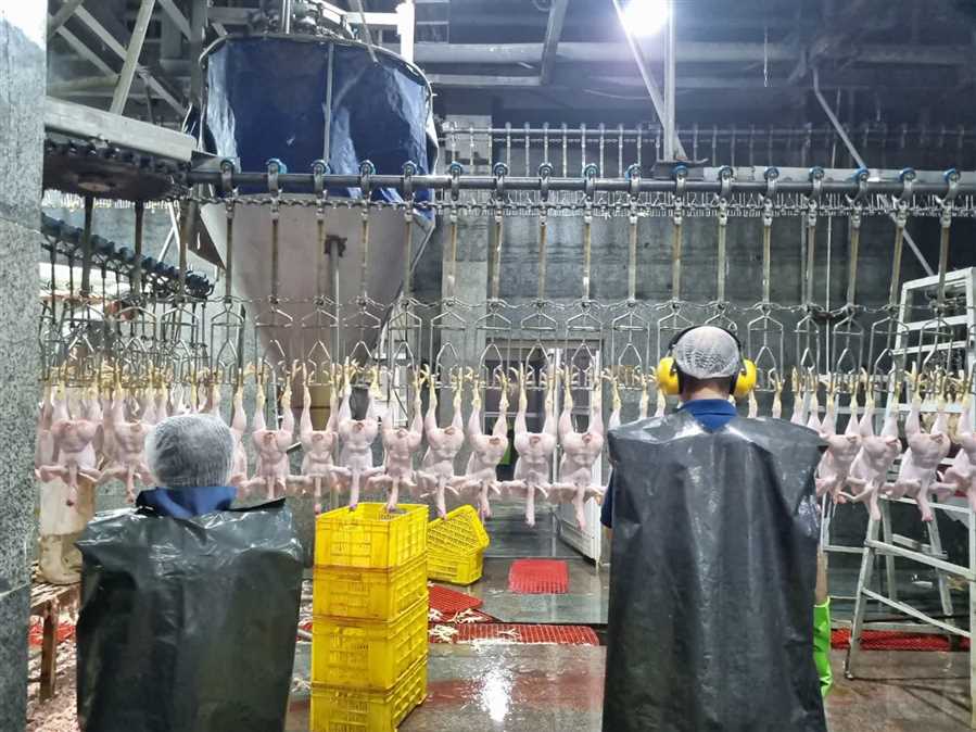 استاندار مازندران، بال و پَر مرغ‌ها را چید