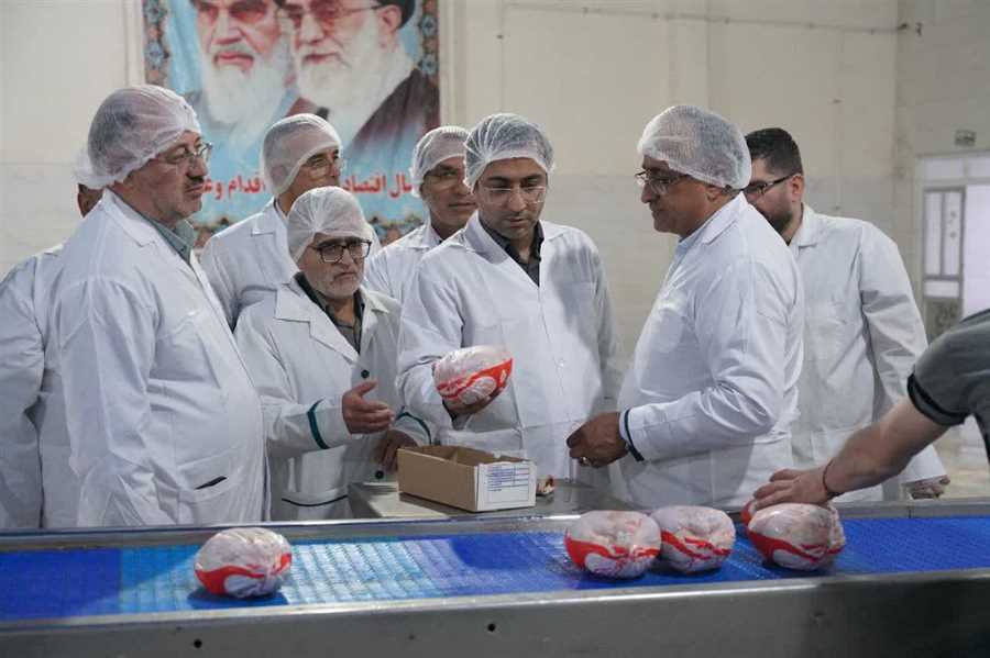 کشتار ۱۴۰ میلیون قطعه مرغ در مازندران