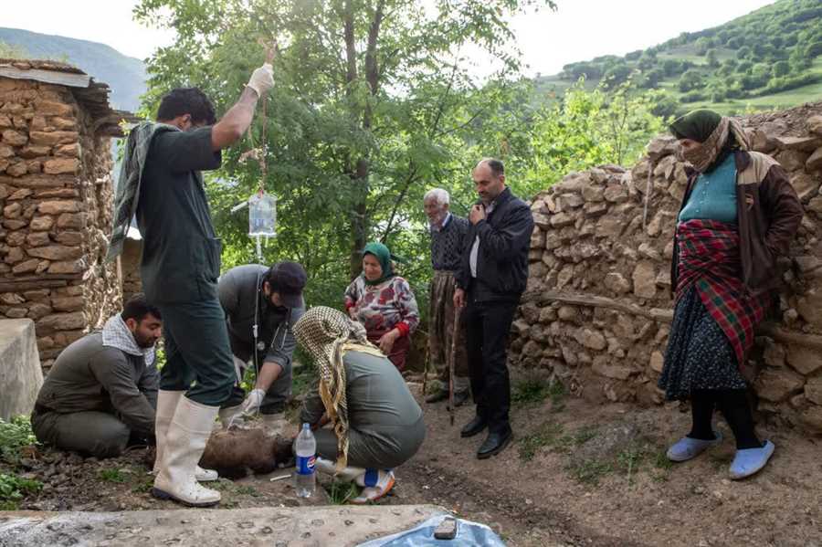 ۱۱ روستای "اشکورات" رامسر خدمات رایگان دامپزشکی دریافت کردند