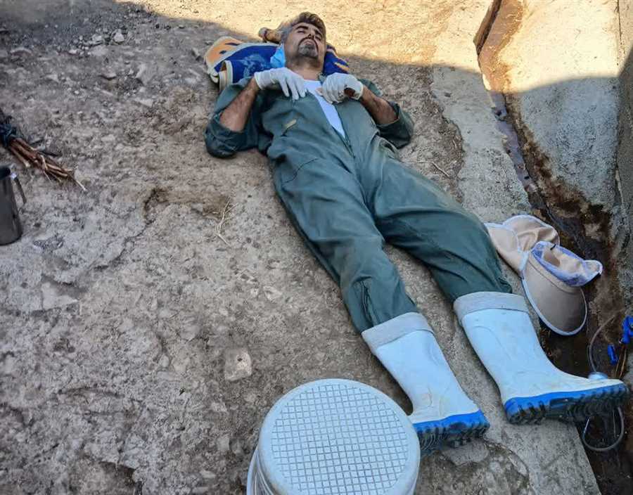 آن گاو واکسن دوست نداشت