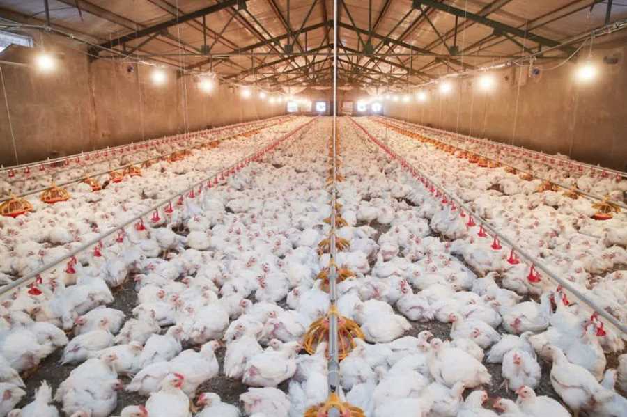 جوجه‌ریزی پایدار در مازندران