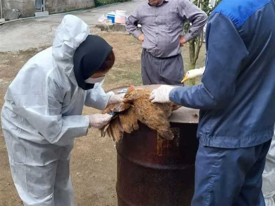 پایش ۱۰ هزار واحدی آنفلوآنزای فوق‌حاد طیور در مازندران