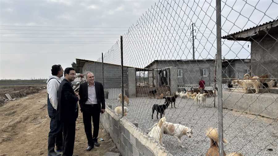 سگ‌های بلاصاحب؛ دامپزشکی و دانشگاه وارد می‌شوند