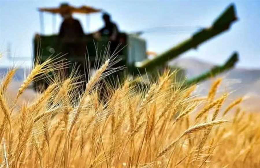 مطالبات گندمکاران مازندران در حال پرداخت است