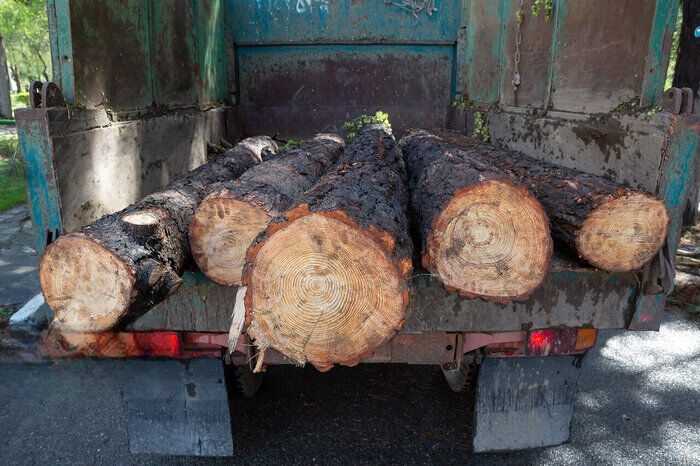 خودزنی قاچاقچی چوب برای فرار از قانون