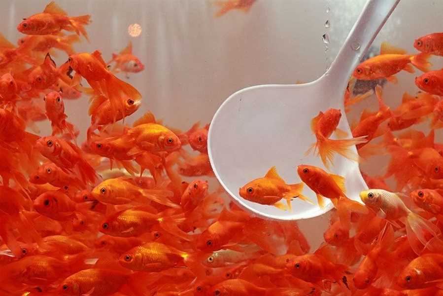 این اسفندهای ولرم