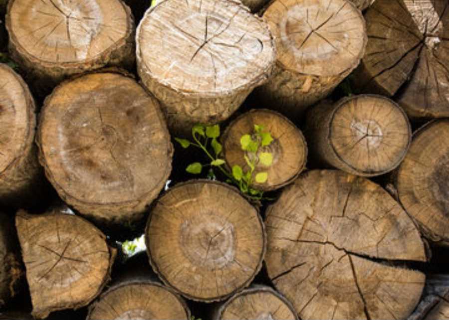 طرح ضربتی مقابله با قاچاق چوب در استان‌های شمالی اجرا می‌شود