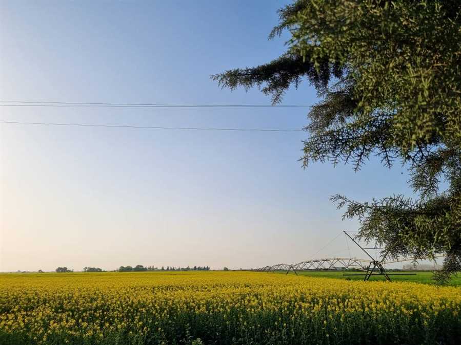 کرشمه کلزا در "دشت ناز"