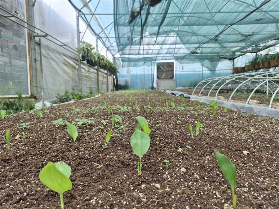 باغبان‌ها هرروز به بهشت می‌روند
